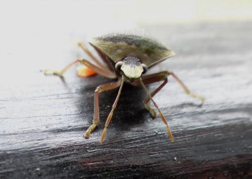 Nezara viridula
